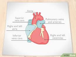 Create customizable venn diagrams online using our free tool. How To Draw A Human Heart With Pictures Wikihow