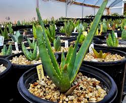 Image result for Aloe inyangensis