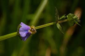 Image result for Crepidorhopalon whytei