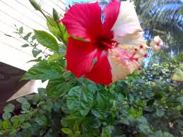 India Travel Indiamike Com Isolated graphic element for decoration icon of hawaiian flower in outline style. india travel indiamike com