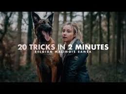 Malinois Training 20 Kommandos In 2 Minuten Youtube Malinois Training Belgian Malinois Training Malinois Dog