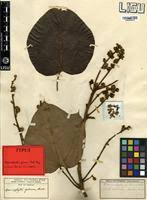 Image result for Manniophyton