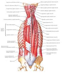 To build the back optimally, you should know the major muscles, their actions, and which exercises build muscles best. Pin By Carla Josenius On Kroppur Muscle Anatomy Anatomy Yoga Anatomy