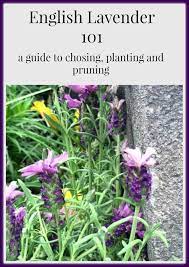 English Lavender Choosing Growing Pruning A 101 Guide My Soulful Home English Lavender Lavender Plant English Lavender Plant