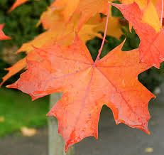 It has the classic large lobed leaf foliage of norway. Acer Pacific Sunset Landscape Plants Oregon State University