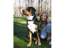 Major is family raised with kids and loves to be the center of attention. Greater Swiss Mountain Dog Puppies For Sale
