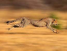 What Big Cat Are You Big Cats Animals Wild Cats