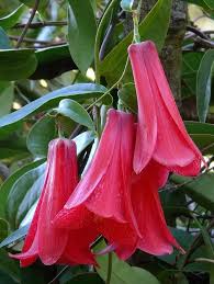 In the small north and the central area more vegetation can be found because the environment grows more humid. What Is The Symbolism Behind The National Flower Of Chile Quora