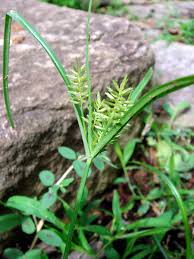 Image result for Cyperus maculatus