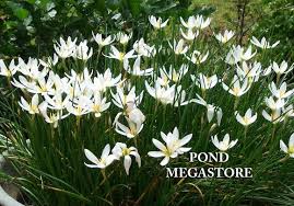 Image result for Zephyranthes candida