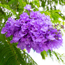 Image result for Jacaranda mimosifolia