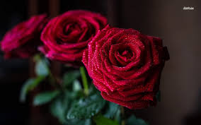 Kết quả hình ảnh cho hình ảnh hoa hồng