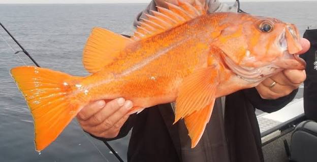 Canary Rockfish—A Story of U.S. Fisheries Management | NOAA Fisheries