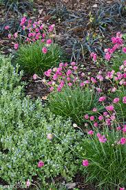 Sunnyside gardens is an award winning, best garden center in upstate, new york. Perennials For Small Gardens Flowers And Foliage That Will Stand Out
