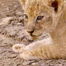 Rund a bullock, an ox or cow, g. It S Not Easy Being The Runt Of A Lion Litter But This One Aptly Nicknamed The Misfit Faces His Harrowing Odds Head On Starting With Cuteness Of C Tiere