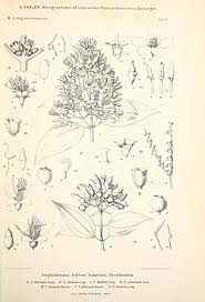 Image result for Dichaetanthera