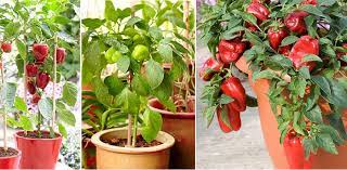 Learn eight easy steps to grow peppers in a pot this summer. Goodshomedesign