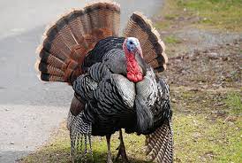 What year did they start the nfl game on thanksgiving day? How Did Thanksgiving Start Giving Thanks For Creator S Gifts World History
