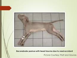 An Approach To Neurological Emergencies In Dogs