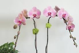 Image result for Bulbophyllum prorepens