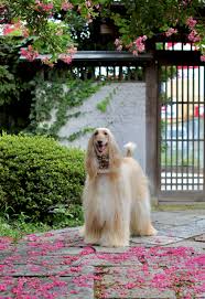 Maybe you would like to learn more about one of these? Pin By Pat K On Elegant Hounds Afghan Hound Hound Dog Dog Gifs