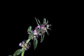 Image result for Stachys aculeolata