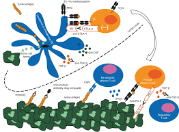 Medical terminology wikipedia, the free. Interplay Of The Immune System With Malignant Mesothelioma And Possible Download Scientific Diagram