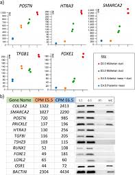 Müllerian synonyms, müllerian pronunciation, müllerian translation, english dictionary definition of müllerian. Transcriptional Landscape Of The Embryonic Chicken Mullerian Duct Bmc Genomics Full Text