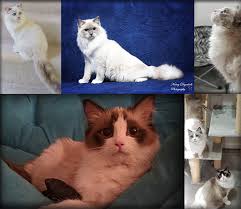 Buy and sell ragdolls kittens & cats uk with freeads classifieds. Ragdoll Kittens Denver