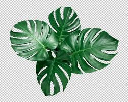 Here presented 62+ palm tree leaf drawing images for free to download, print or share. Palm Leaf Images Free Vectors Stock Photos Psd