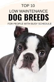 Top 10 Low Maintenance Dog Breeds For People With Busy Schedule The Daily Tail In 2020 Low Maintenance Dog Breeds Dog Breeds No Shed Dog Breeds