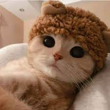 Pin Em Funny Kitty