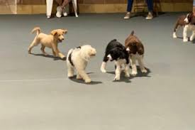 میهن بلاگ، ابزار ساده و قدرتمند ساخت و مدیریت وبلاگ. Cloud Nine S Dog Training Classes In Minnesota Cloud Nine Dog Training School