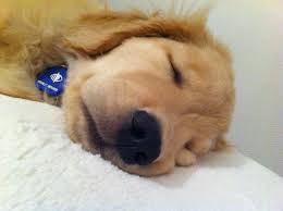 Little Ray Of Sunshine Sleeping Dogs I Like Dogs Golden Retriever