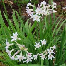 Image result for Tulbaghia fragrans