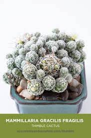 Typically large rosettes with long flat pointed leaves that terminate in an extremely sharp point. This Cactus Grows In Clusters And Propagates Very Easily Succulents Small Cactus Cactus House Plants
