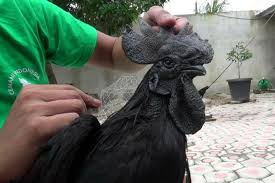 We did not find results for: Apa Itu Ayam Cemani Bahan Masak Yang Dihindari Peserta Masterchef Indonesia