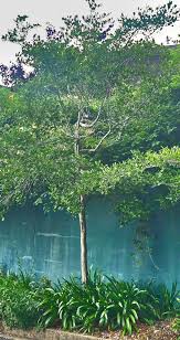 Image result for Afrocanthium mundianum