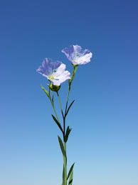 Image result for Linum usitatissimum