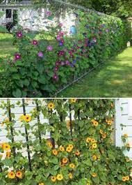 Colorful Plants Wall Such As Morning Glory And Blackeyed Susan Vine Can Provide Just Enough Privacy Without Sacrificing Privacy Plants Plant Wall Garden Vines