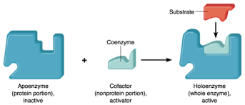 Coenzyme q10 is a naturally occurring benzoquinone important in electron transport in mitochondrial membranes. Coenzyme Definition And Examples Biology Online Dictionary