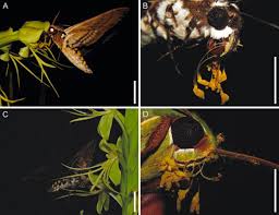 Image result for Habenaria epipactidea