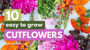 If you want quick growing seeds then suttons fastflowers are ideal. 10 Easiest Annual Cut Flowers To Grow From Seed And 2 To Avoid Shifting Roots
