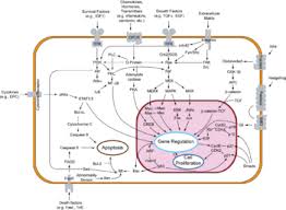 We can never know the exact amount, but here's an prediction. Cancer Research Wikipedia
