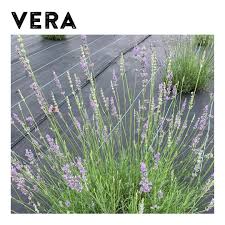 Image result for Lavandula angustifolia Vera