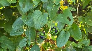 Image result for Smilacaceae