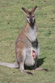 Red Necked Wallaby With Joey Australian Animals Interesting Animals Animal Planet