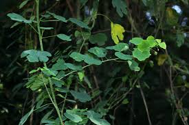 Image result for Adenia gummifera