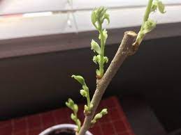 Check spelling or type a new query. Root Fruit Tree Cuttings In 5 Easy Steps Garden Of Luma