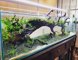 Best images about aquarium fish tank aquascape aquascape designs san francisco. 21 Best Aquascaping Design Ideas To Decor Your Aquarium Tips Inside Homelovers Fish Aquarium Decorations Aquarium Landscape Aquascape Design